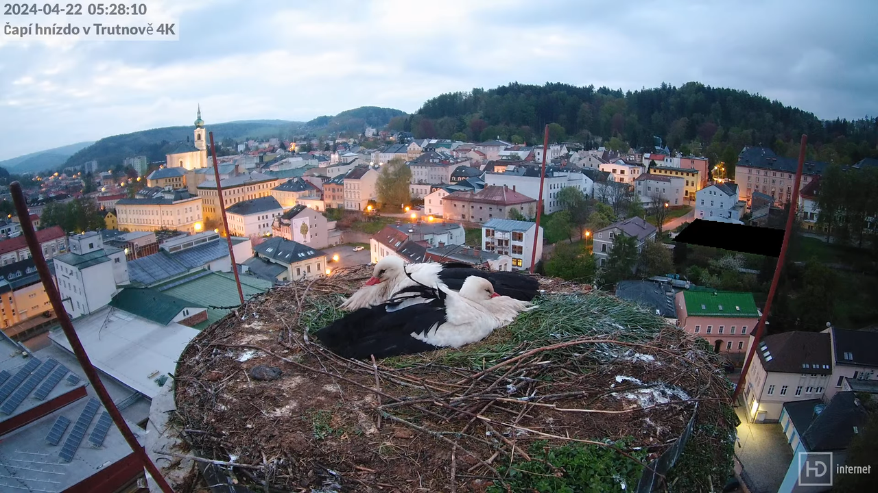 Živě z čapího hnízda na pivovarském komíně v Trutnově 4-15-11 screenshot