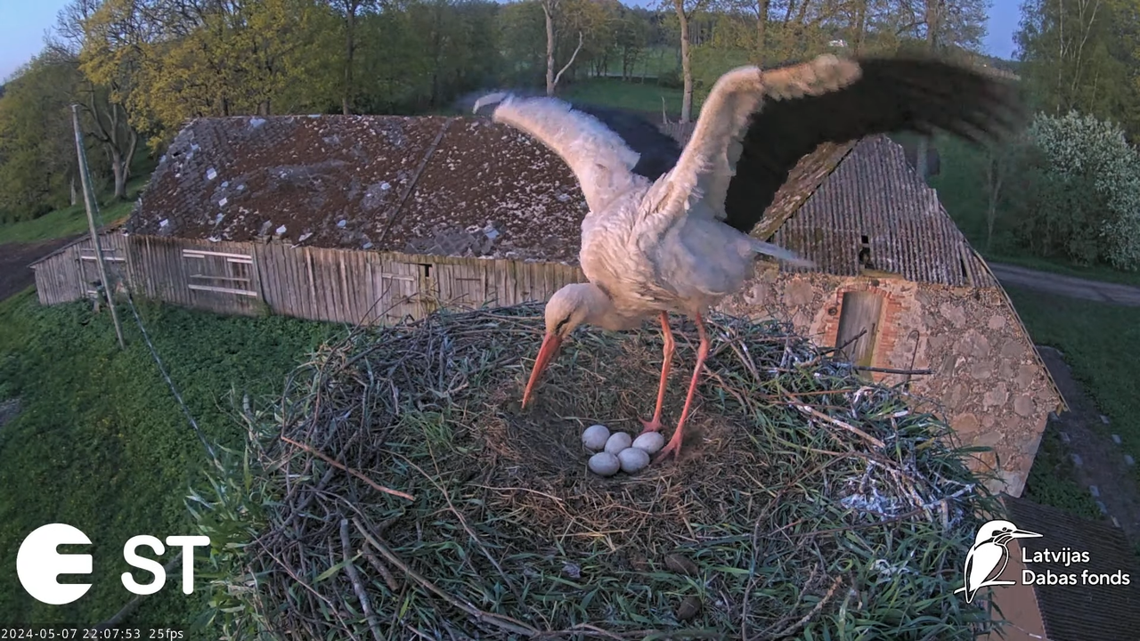 Baltie stārķi (Ciconia ciconia) Tukuma novadā - LDF tiešraide __ White storks in Tukums, Latvia 13-5