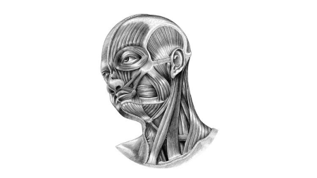 Head and Neck Neuroanatomy