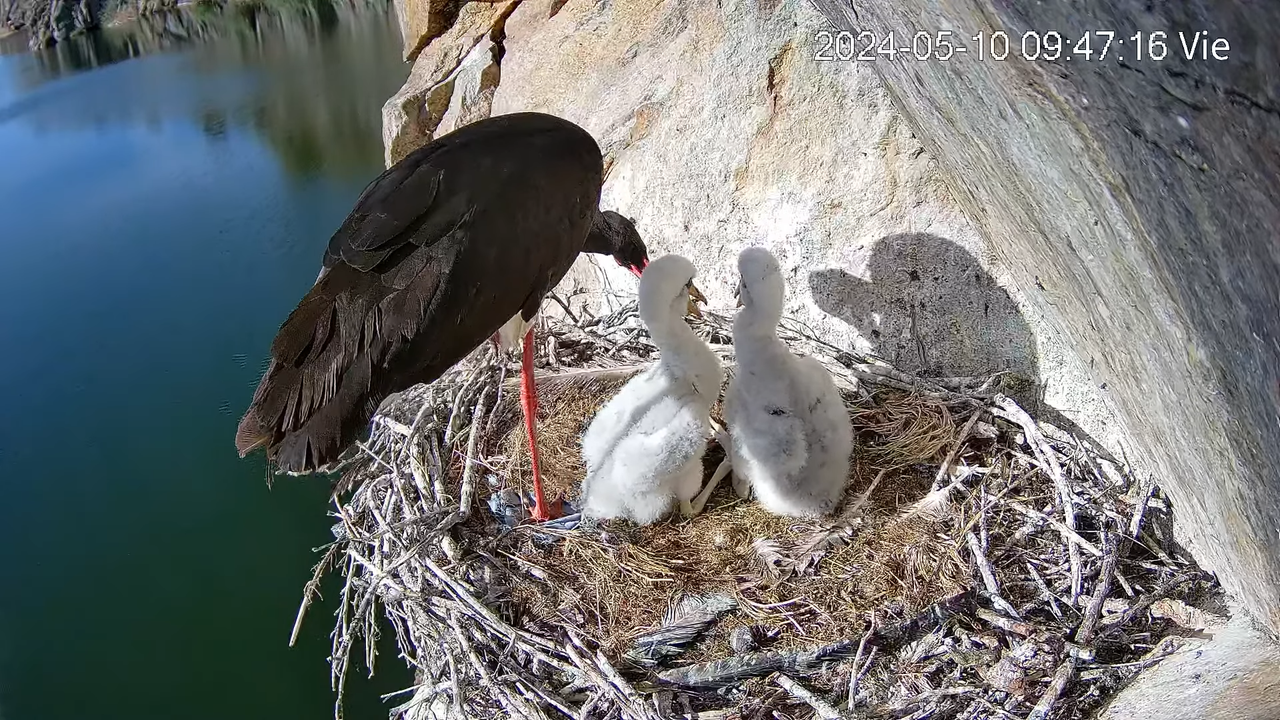 Cigüeña Negra en Tajo Internacional 12-49-57 screenshot