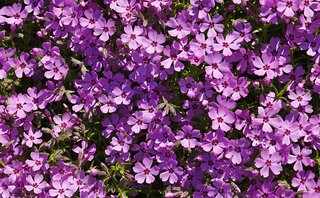Creeping-Phlox-Central-MA-20140513