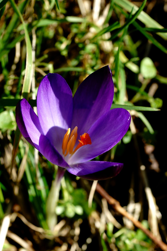 DSC02752.jpg