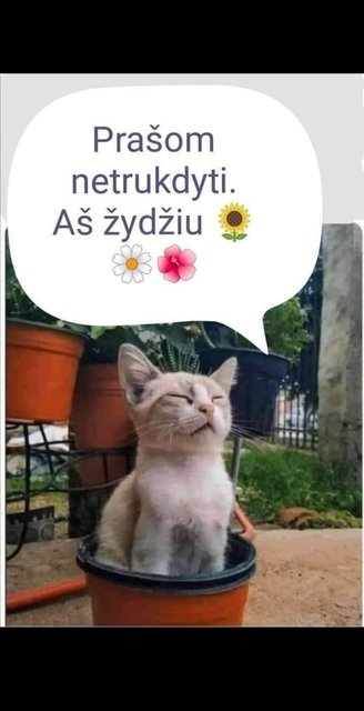 Paveikslėlis