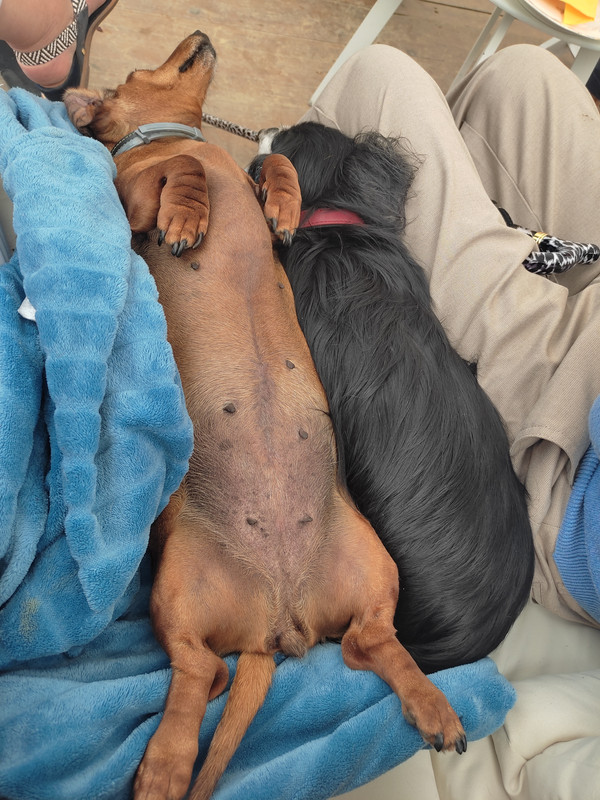 [Image: IMG-20250601-161720.jpg]