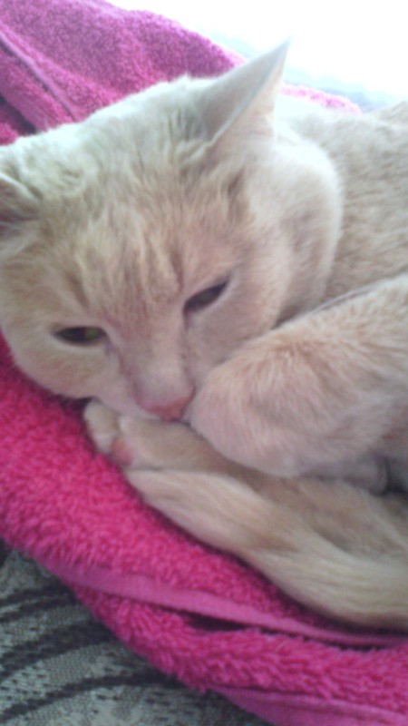 image.jpgибмрлор