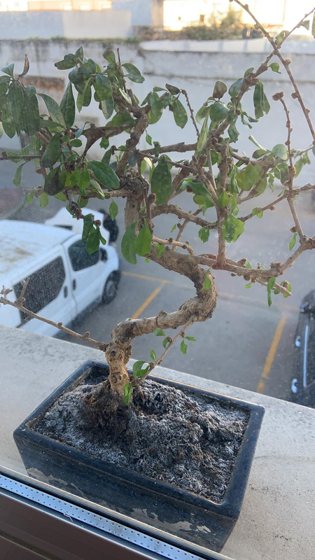 bonsai1