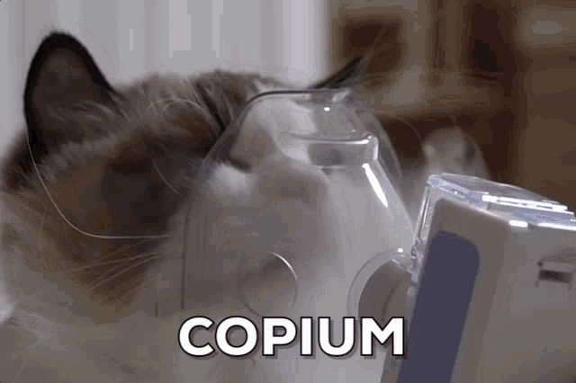 copium-cat.gif