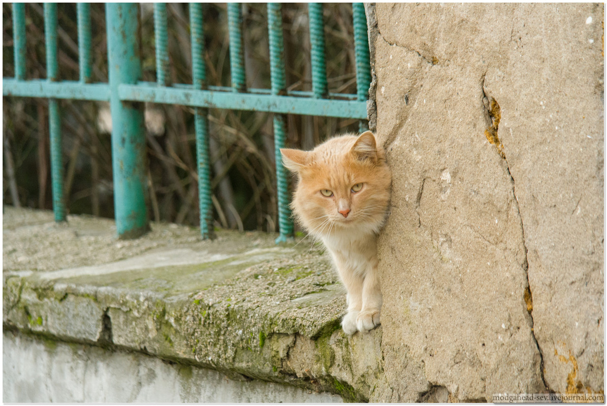 Sev-Cat-2019