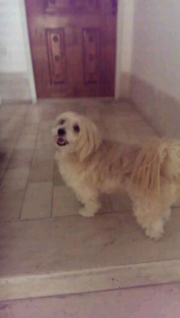 volghan hosseini (12)