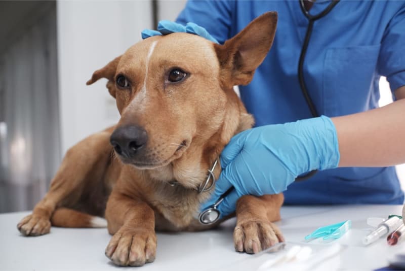 How is parainfluenza in dogs treated
