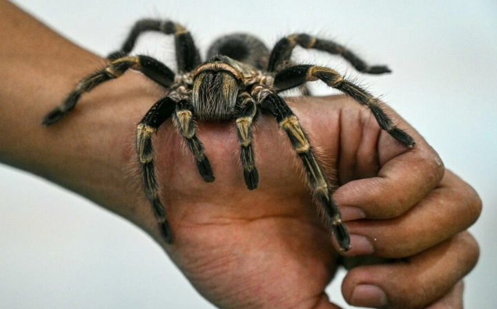 Animales exóticos por correo, un comercio mundial sin control