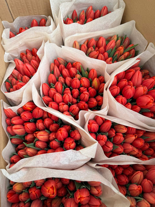 Пламя весны