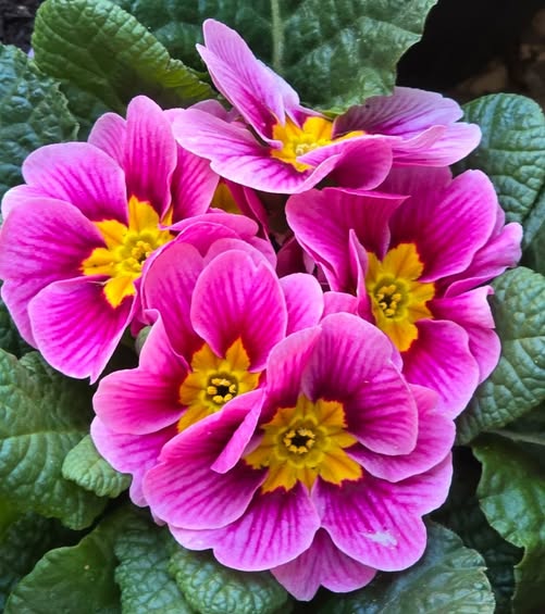 627997715-2129230134554466-1271665142826054470-n