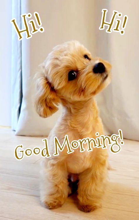 HI-HI-MORNING-PUPPY