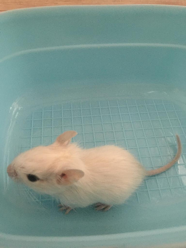 белый мальчик