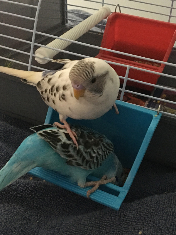 C4B15746-60CF-4389-8861-6EDACD1B43C9