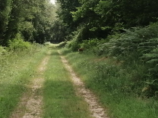 IMG-20220620-152601.jpg