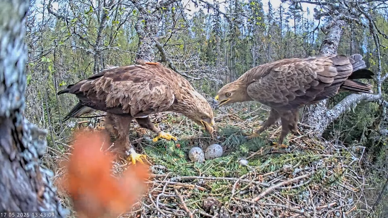 Väike-konnakotkas __ Clanga pomarina __ Lesser Spotted Eagle 16-28-19 screenshot