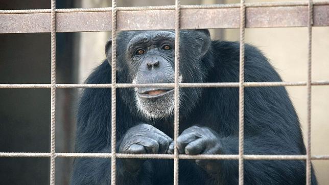 “Frodo” el Chimpancé que robó a una bebé para después comérsela