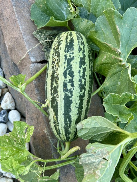 [Image: IMG-1282.jpg]