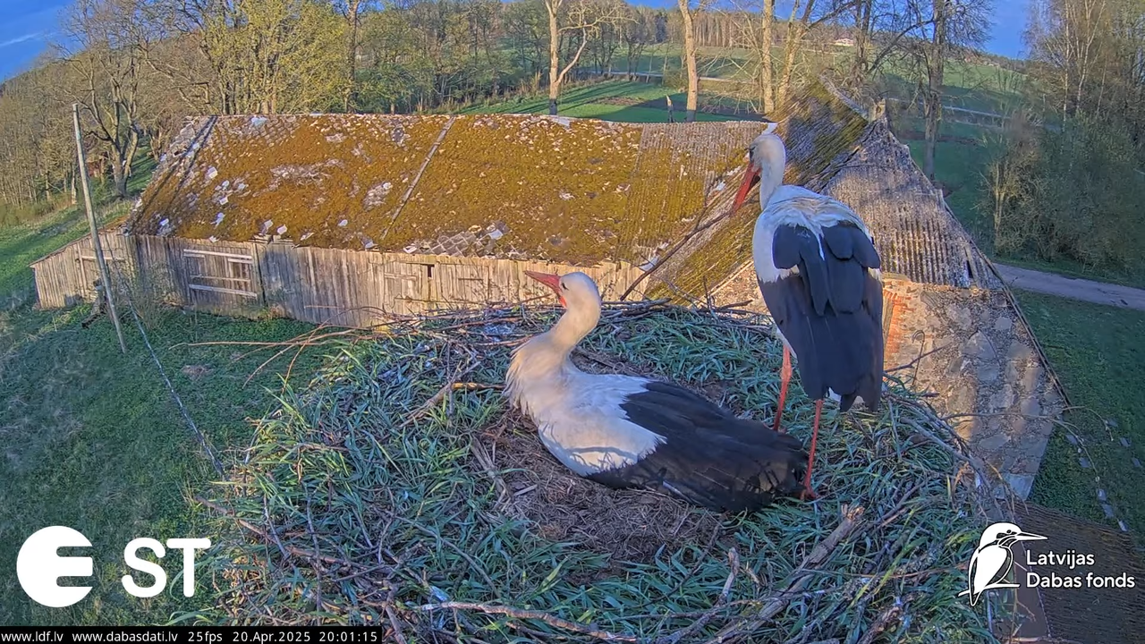 (44) Baltie stārķi (Ciconia ciconia) Tukuma novadā __ White storks in Tukums, Latvia - YouTube - 846