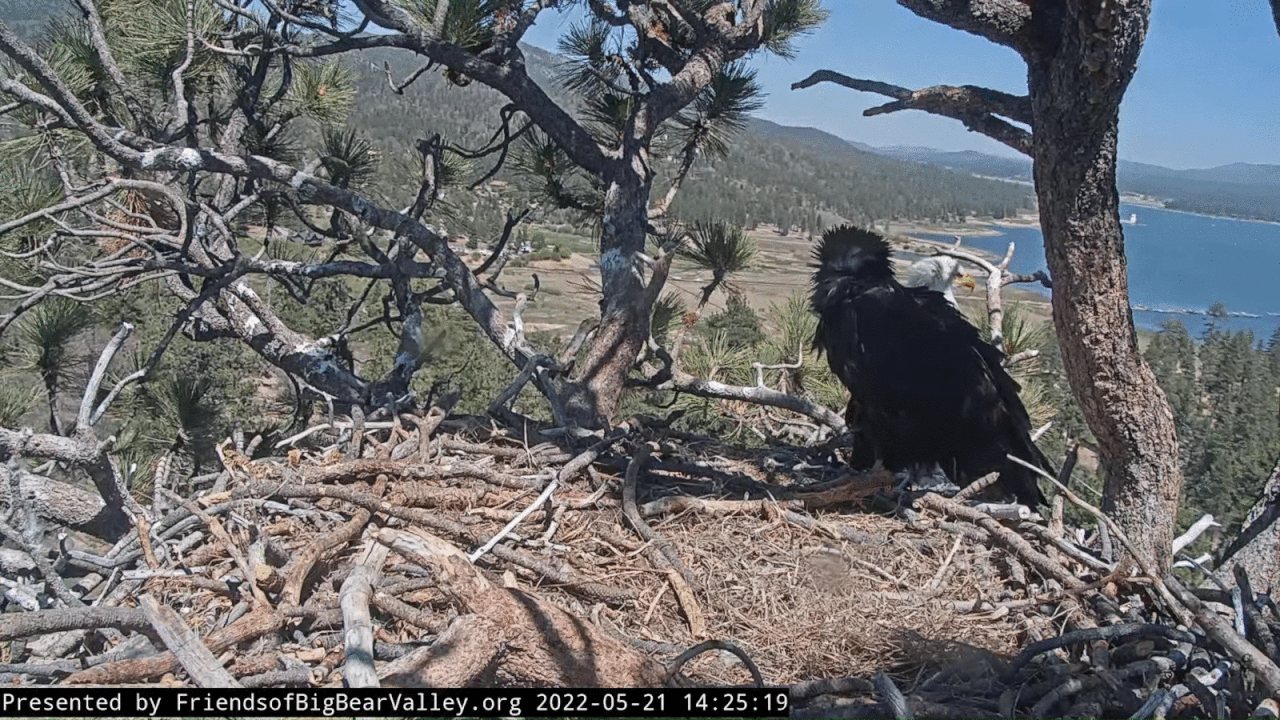 Webp.net-gifmaker (9)