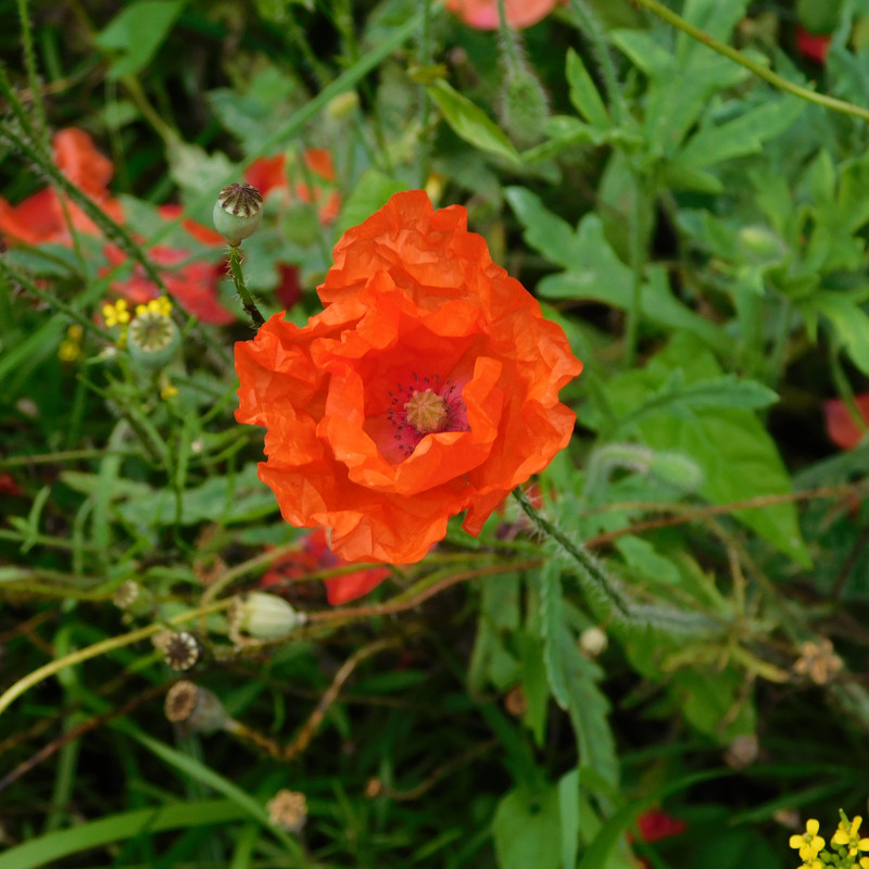 Август дачный кукольный 2023 011