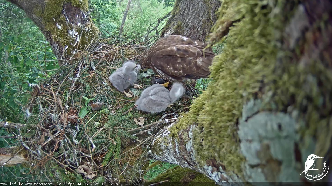 Melnās klijas (Milvus migrans) Kurzemē_ peļu klijāni (Buteo buteo) 10-46-48 screenshot