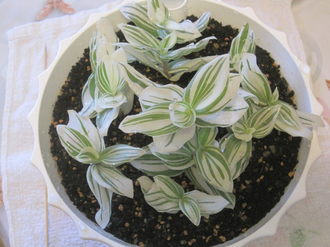 После обильного полива