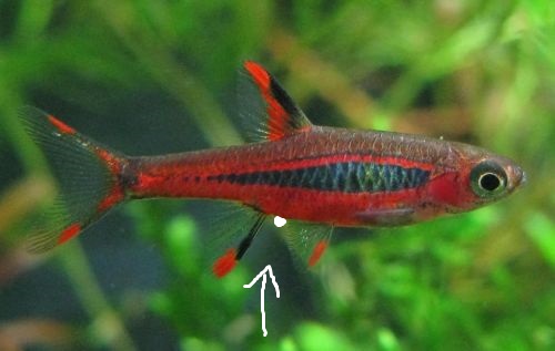 Boraras-brigittae (1)