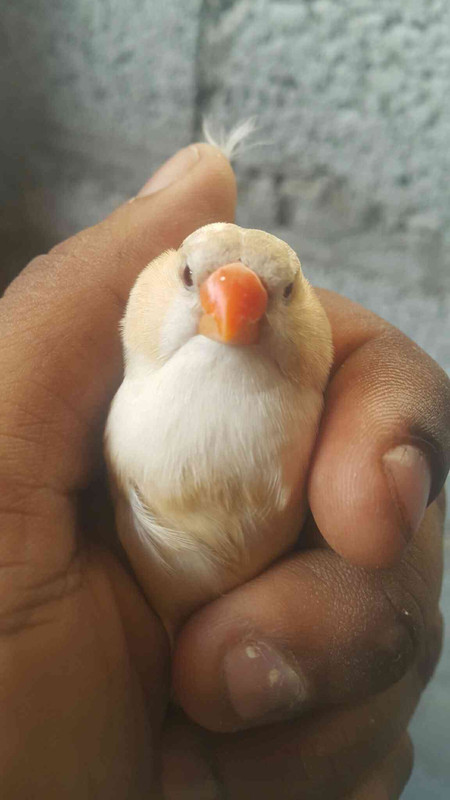 صورة