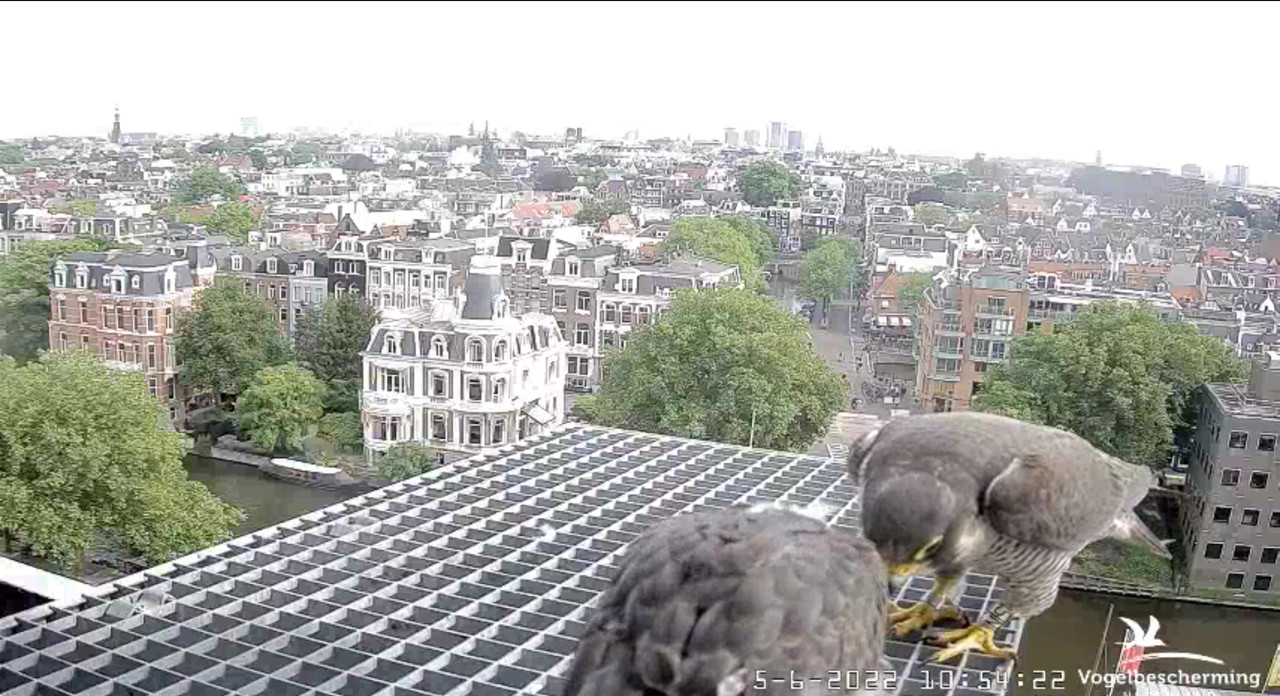 Amsterdam/Rijksmuseum screenshots © Beleef de Lente/Vogelbescherming Nederland - Pagina 18 Video-2022-06-05-105615-Moment