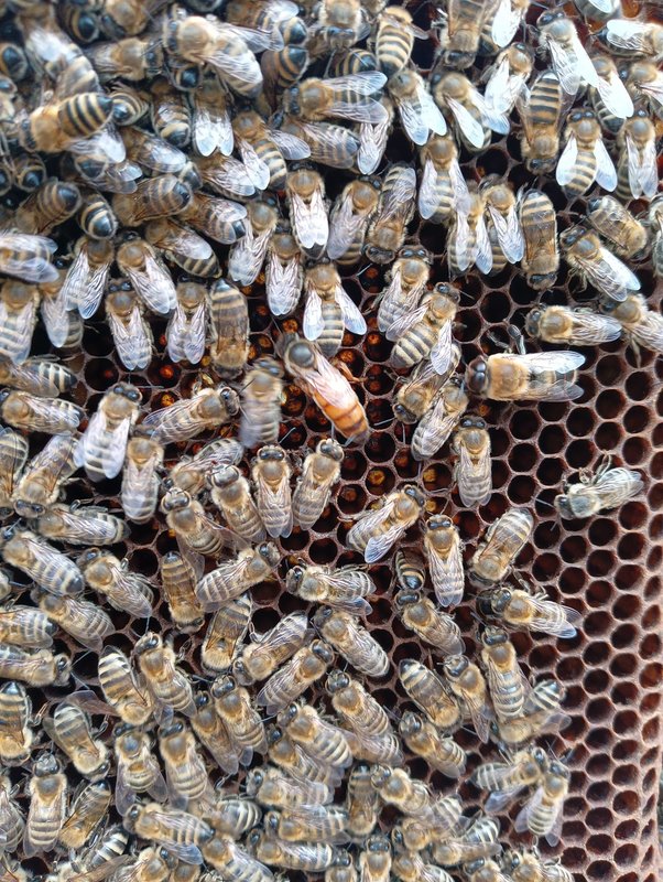 Obrázek WhatsApp, 2025-05-16 v 19.24.52_54a7d880