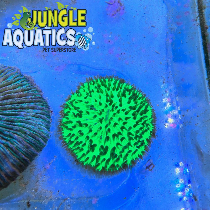 Coral Image