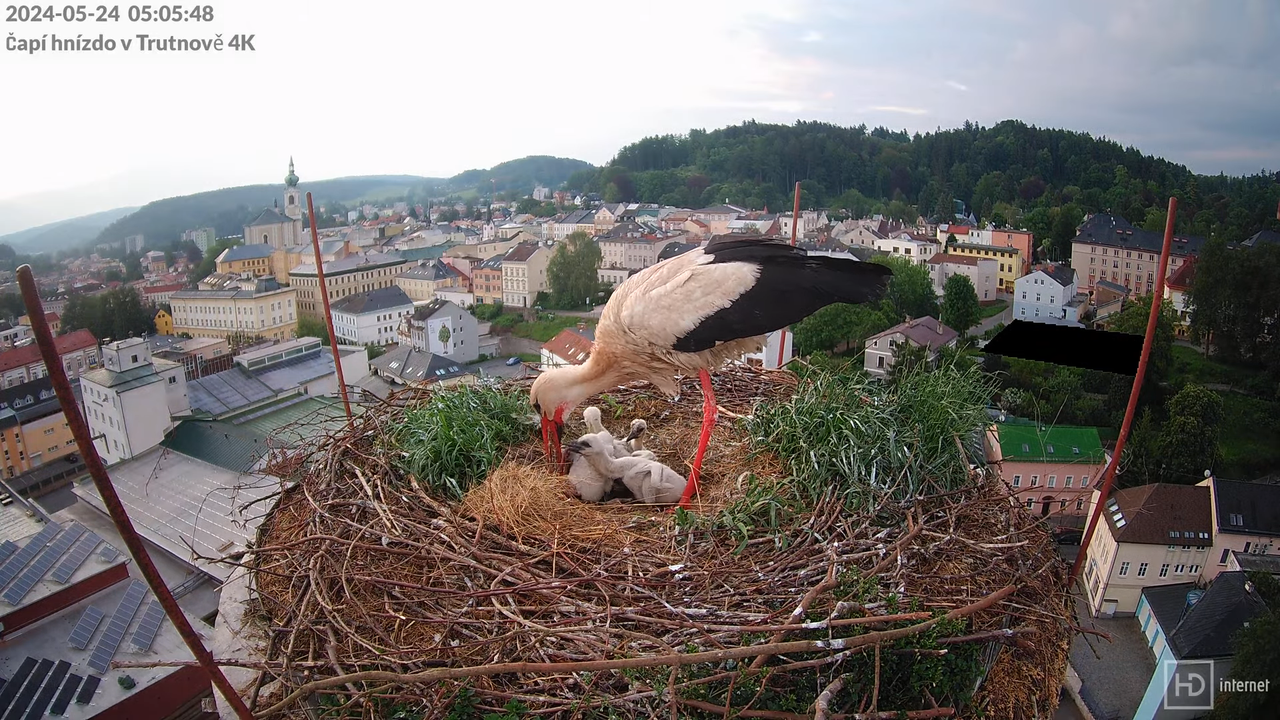 Živě z čapího hnízda na pivovarském komíně v Trutnově 8-33-23 screenshot