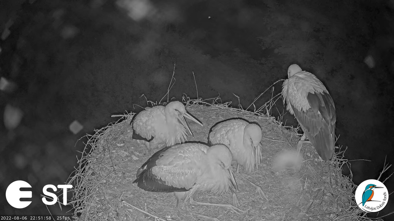 Baltie stārķi (Ciconia ciconia) Tukuma novadā - LDF tiešraide __ White storks in Tukums, Latvia 11-4