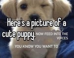 cutepuppy