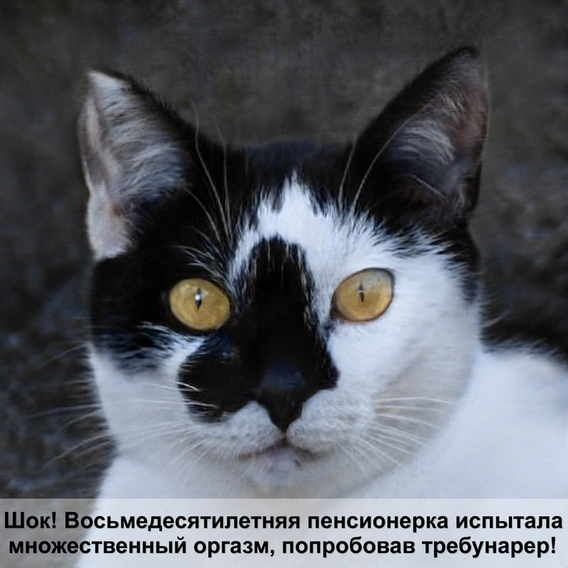 кошка британец кремового окраса