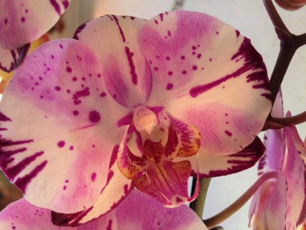 Орхидеи бордового цвета разнообразие сортов и гибридов