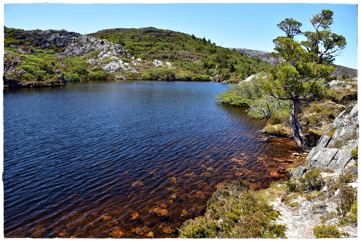 Cradle Mountain National Park - Australia (II): Recorriendo Tasmania (26)