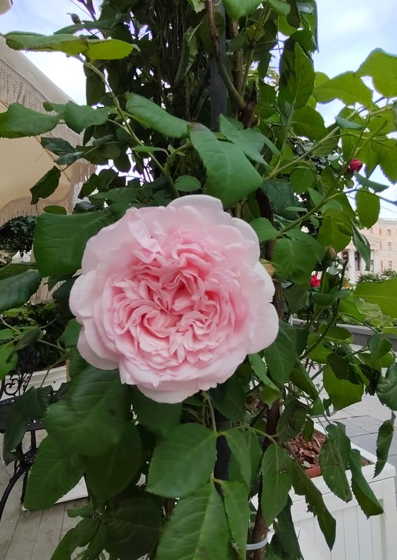 https://i.postimg.cc/pLcSDP8H/34-IMG-20250611-174759.jpg