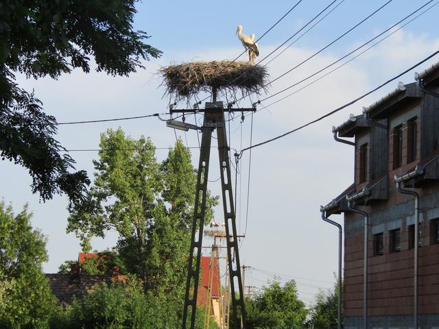 Kép