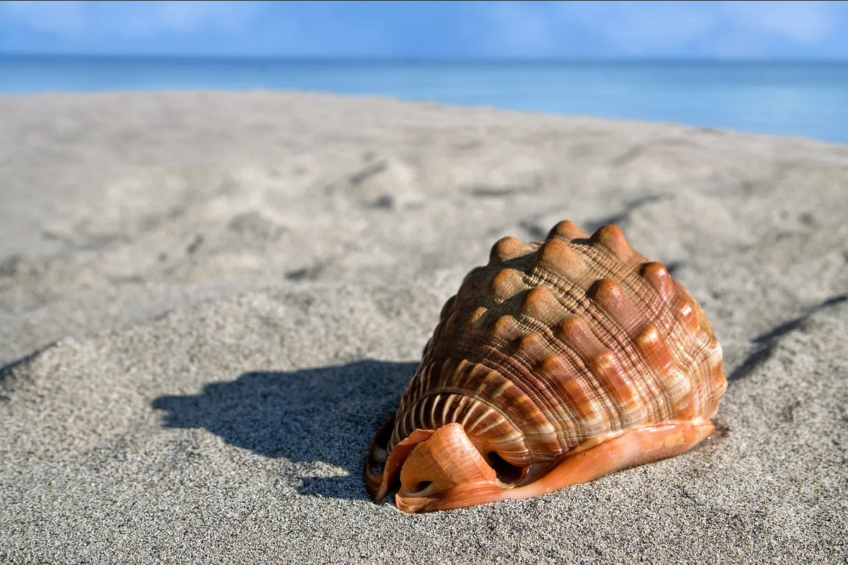 Feng shui: ¿Por qué no debes tener caracoles de mar en tu casa?