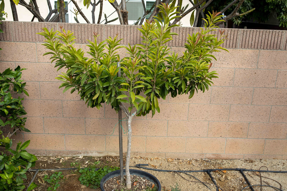 Alano Sapodilla Tree (11-15-2019)
