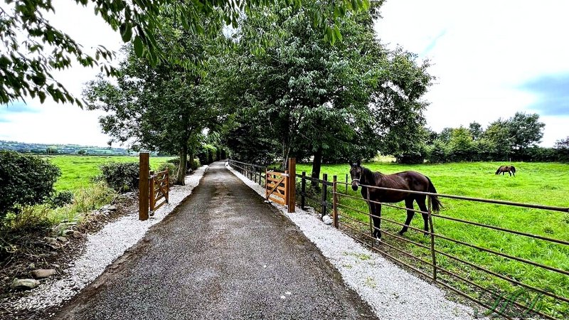 animal-Horse-field-lane-HD.jpg