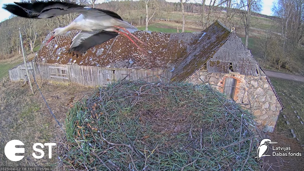 Baltie stārķi (Ciconia ciconia) Tukuma novadā __ White storks in Tukums, Latvia - YouTube - 954_24