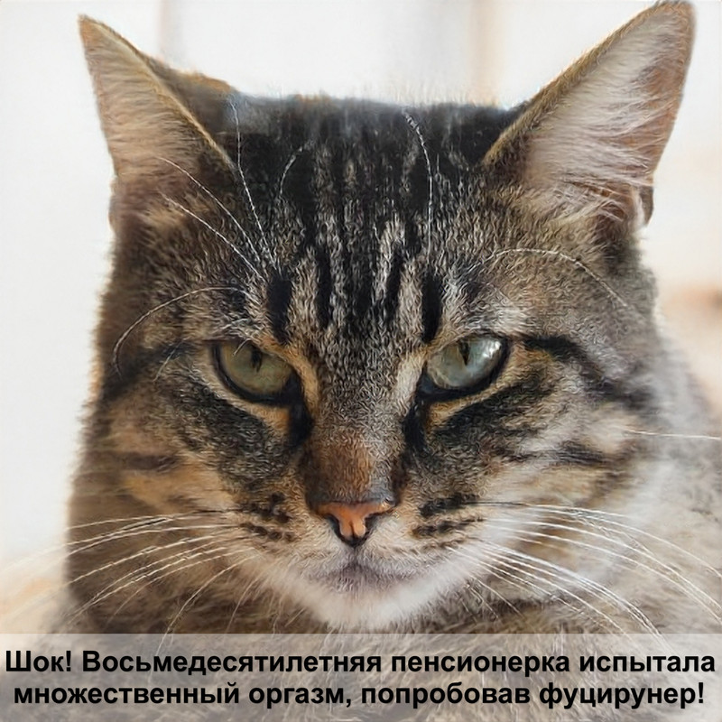 календарь беременности шотландской кошки