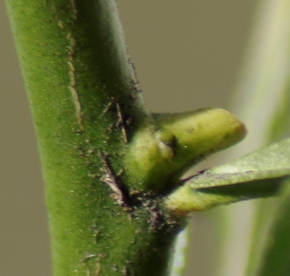 Segentrange bud