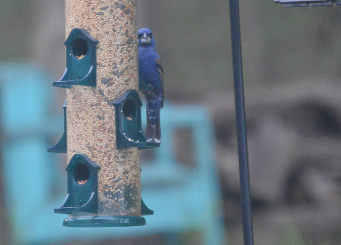 2021-5-1 Mystery Bird (4)