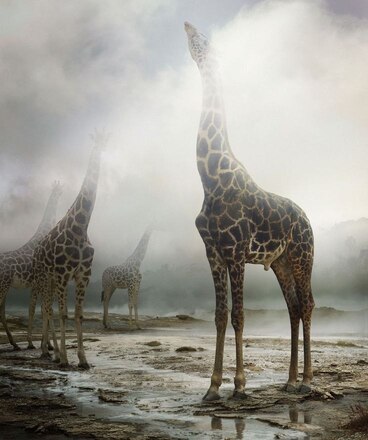 Giraffe-foggy